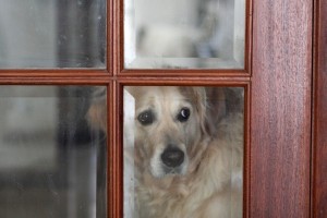 Sad dog looking through the glass of an interior door