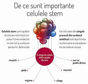 de-ce-sunt-importante-celulele-stem