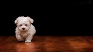 46983209-cute-dog-wallpaper