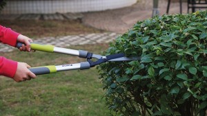 SONY DSC