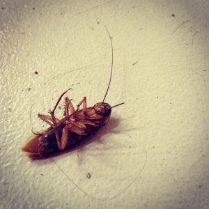 dezinsectie-gandaci-de-bucatarie