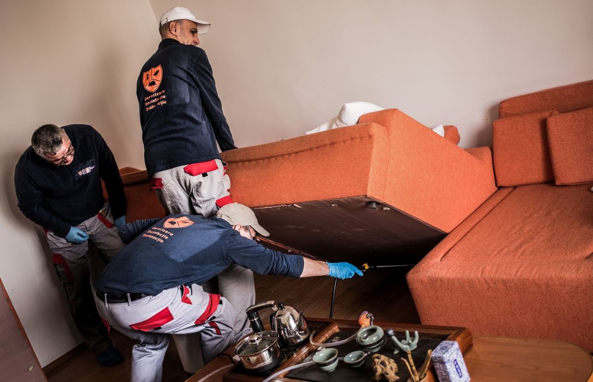 servicii dezinsectie cluj