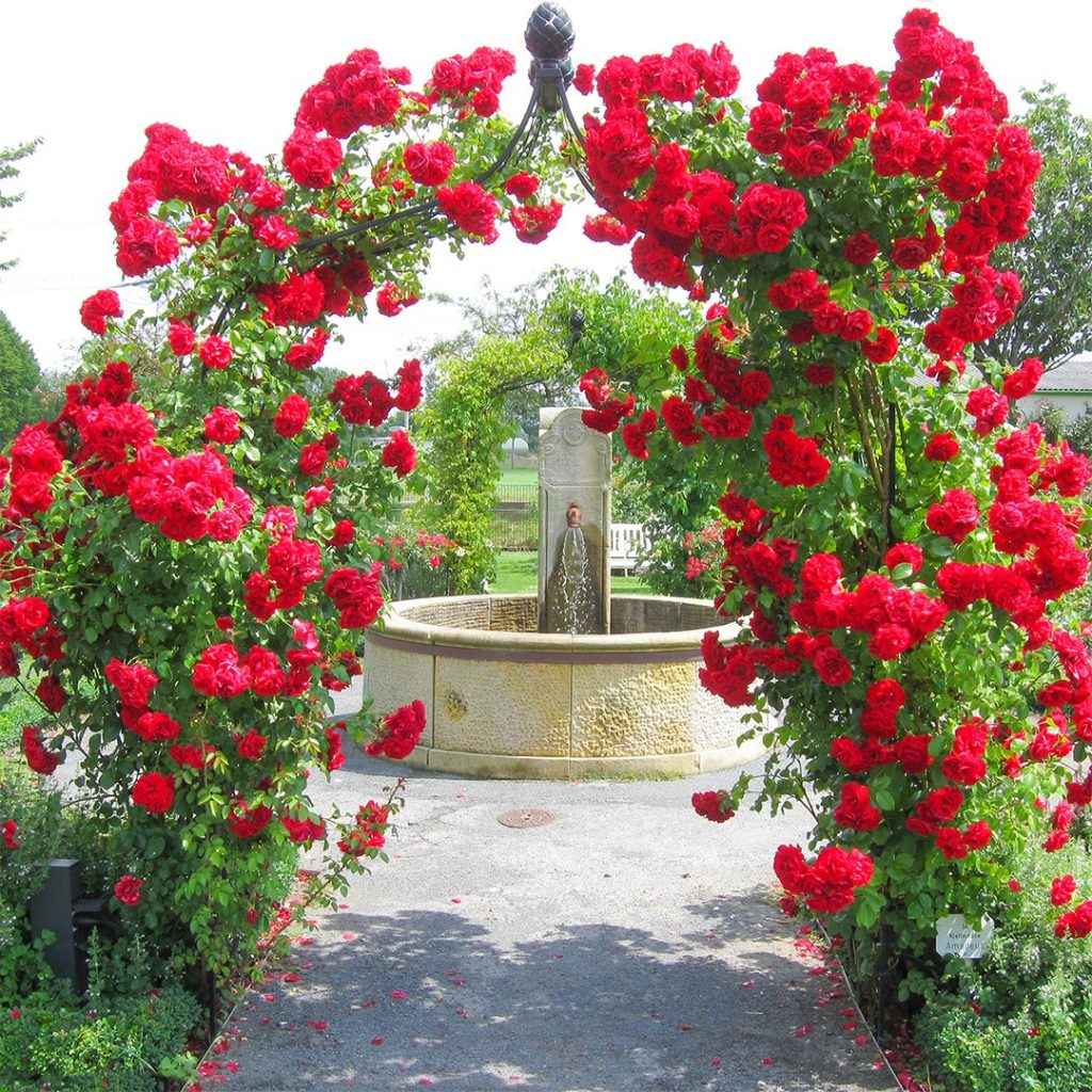 Grădinamax țeapă?