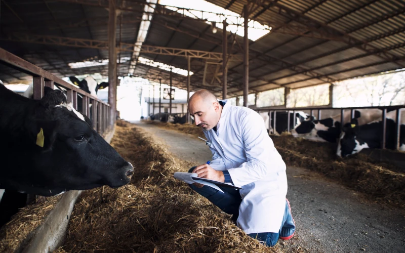 Digitalizarea fermei de bovine, ghid practic din teren