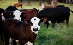 Fermier care scanează crotaliile electronice ale unui bovin cu cititorul eTag Reader în padoc, în teren deschis