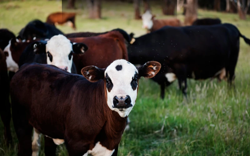 Fermier care scanează crotaliile electronice ale unui bovin cu cititorul eTag Reader în padoc, în teren deschis