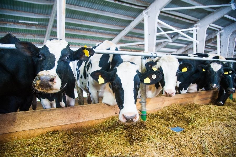 Digitalizare ferme: 3 mituri demontate | Carpat Agritech