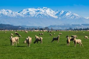 Sporul mediu zilnic la ovine și bovine: cum îl măsori corect și ce îți spune despre ferma ta