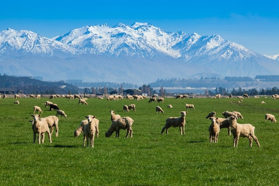 Sporul mediu zilnic la ovine și bovine: cum îl măsori corect și ce îți spune despre ferma ta